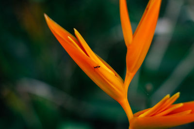 Close-up of wet orange flower