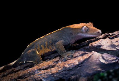 Close-up of lizard