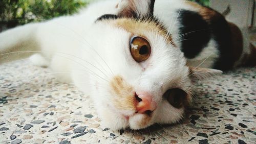 Close-up portrait of a cat