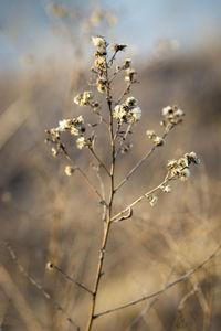 Close-up of white flowering plant on field