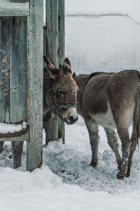 Donkeys standing on snow covered field