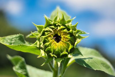 Close-up of sunflower on plant