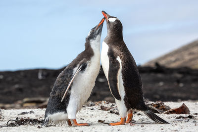 Gentoo penguine mother is feeding chick at sounders falkland islands at sunny day.