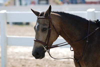 Beautiful sweet roan pony in the show ring during the summer.