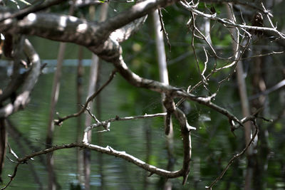 Close-up of bare tree in lake