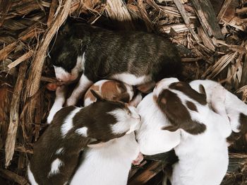 High angle view of sheep