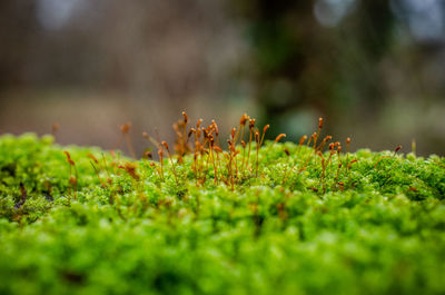 Close-up of moss growing on field