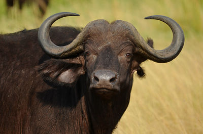 Close-up of buffalo standing on field