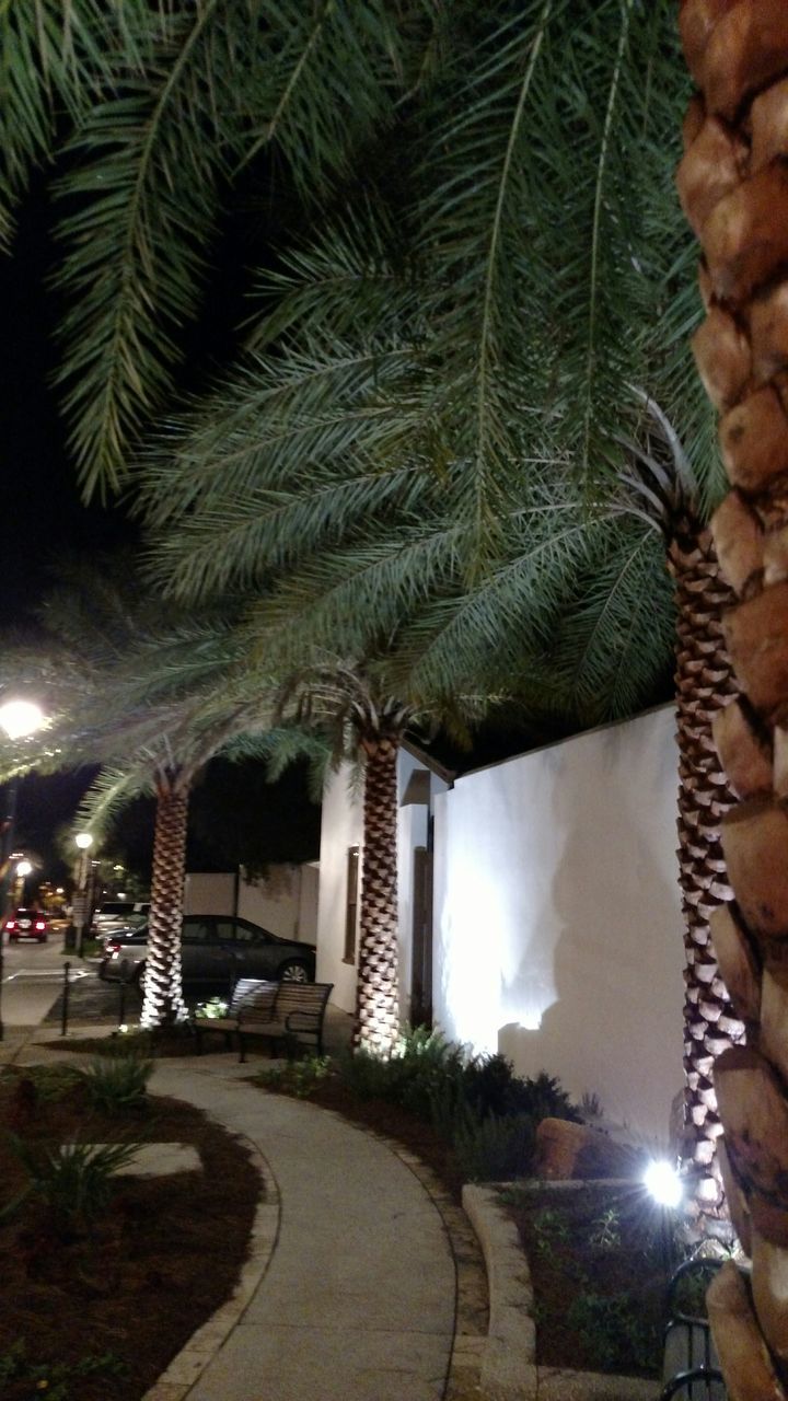 architecture, built structure, building exterior, tree, illuminated, palm tree, night, the way forward, street, growth, footpath, lighting equipment, road, tree trunk, outdoors, sunlight, street light, city, shadow, no people