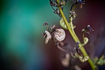 Close-up of wilted plant