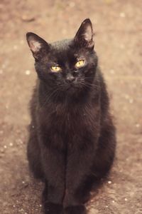 Close-up portrait of cat sitting