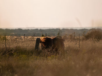 Horse in a field