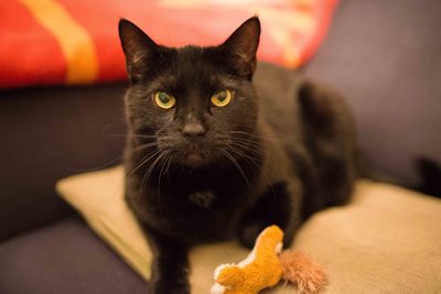 Portrait of cat on sofa