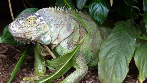 Close-up of a lizard