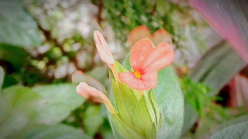 Close-up of pink flowers