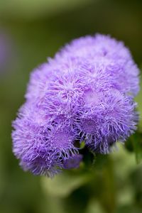 Close-up of purple flowers