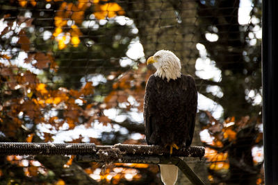 Bald eagle perching on tree