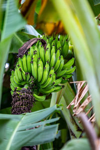 Close-up of fruits growing on plant