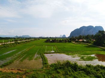 Scenic view of agricultural field against sky