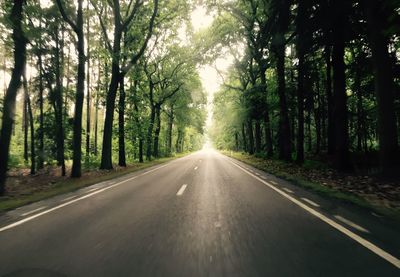 Trees on both sides of road