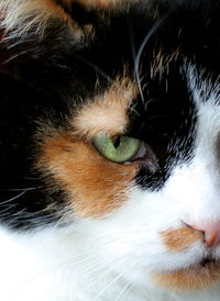 Close-up of cat eye