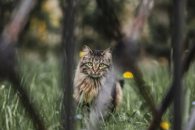 Portrait of a cat on a field