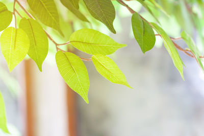 Close-up of leaves against blurred background