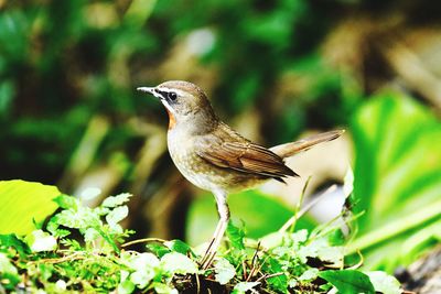 Close-up of bird perching on a land