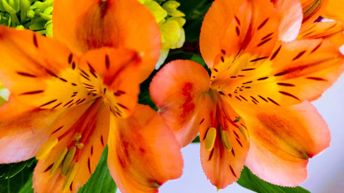 Close-up of orange day lily blooming outdoors