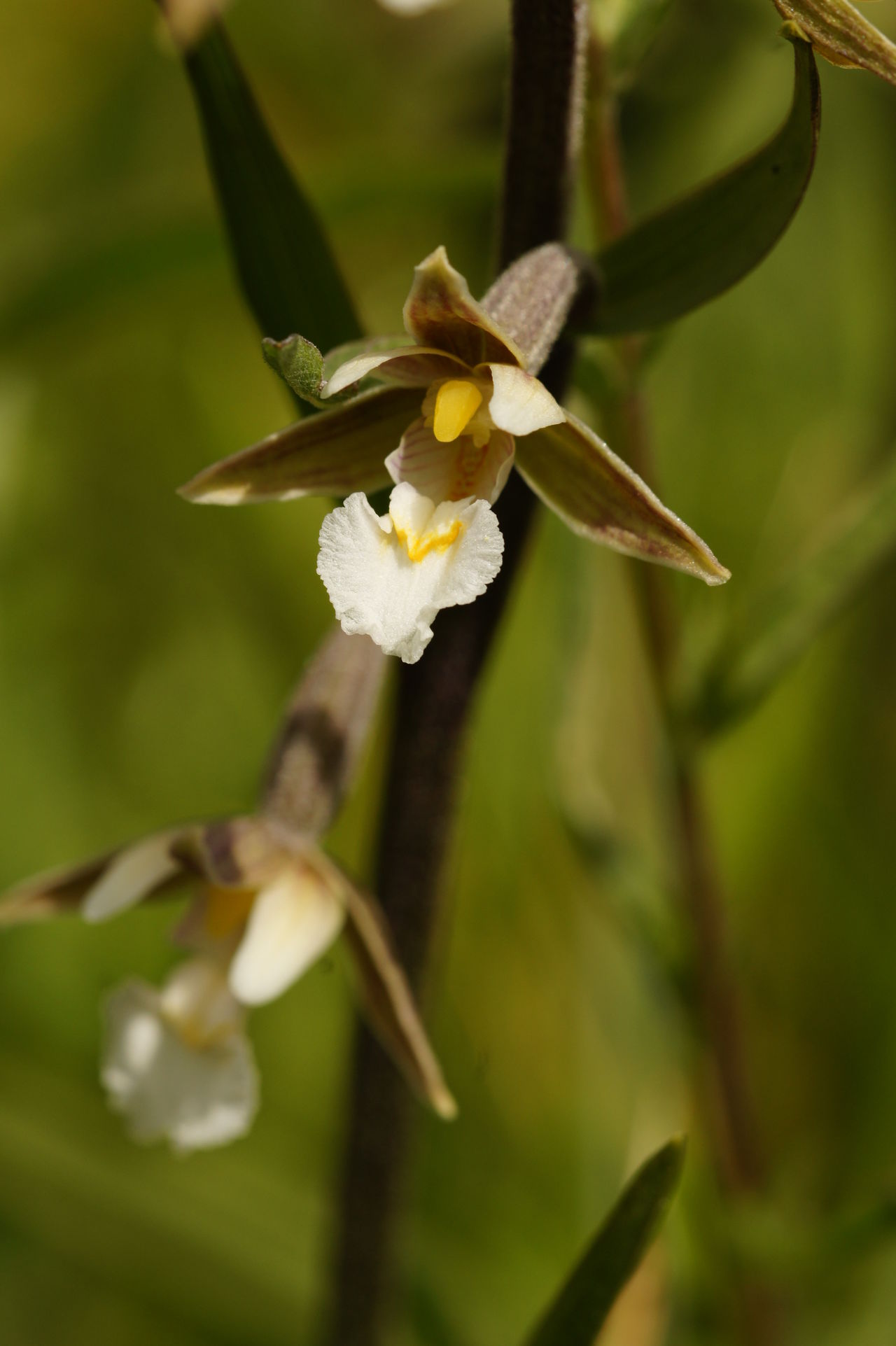 Helleborine