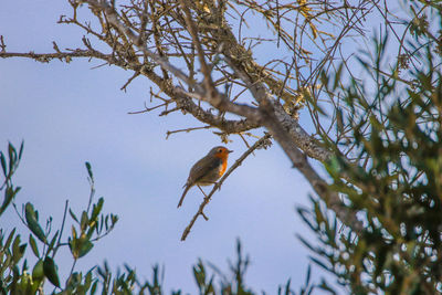 Low angle view of bird perching on tree against sky