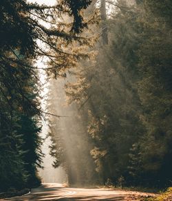 Road amidst trees in forest against sky