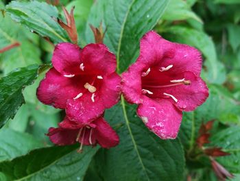 Close-up of pink flowers