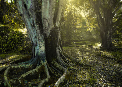 Trees growing in forest