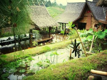 Plants growing in front of building