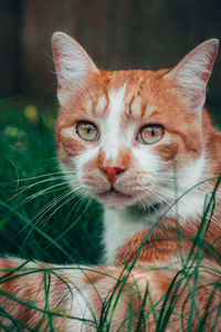 Close-up portrait of cat