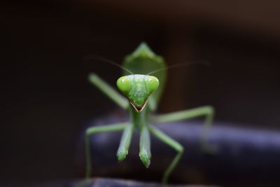 Close-up of insect on leaf