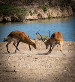 Side view of two horses on land