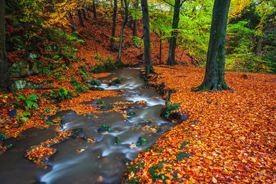 Trees growing by stream in forest during autumn