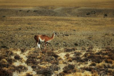 Side view of guanaco standing on field