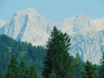 Panoramic view of trees and mountains against sky