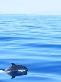 Close-up of dolphin swimming in lake
