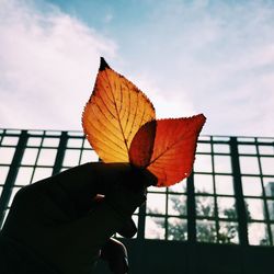 Close-up of maple leaf against sky