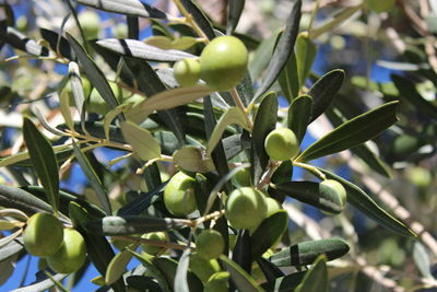 Close-up of fresh green plant