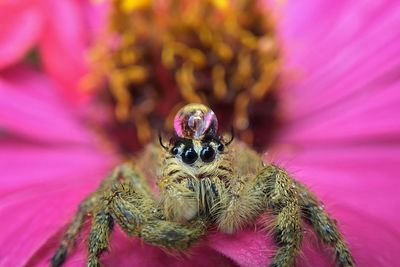 Close-up of spider on pink flower