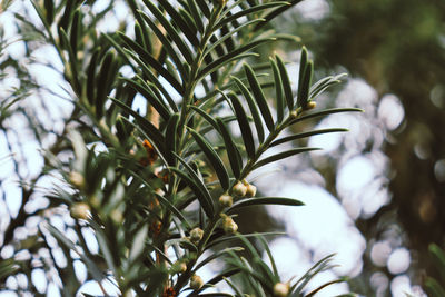 Low angle view of tree