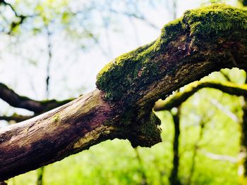 Close-up of lichen growing on tree trunk