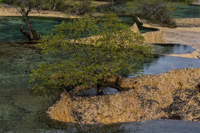 High angle view of plants growing by river