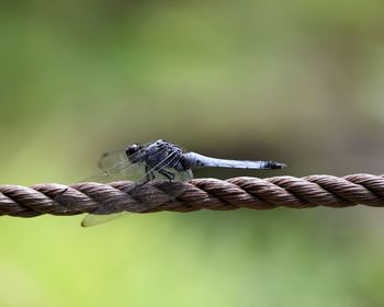 Close-up of lizard on rope