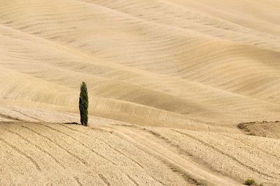 Full frame shot of farm